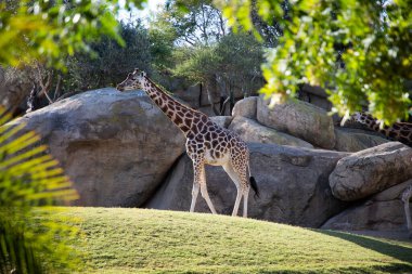 VALENCIA , SPAIN - DECEMBER 9, 2021: giraffes in Valencia Biopark Spain
