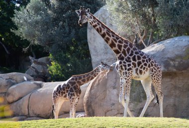VALENCIA , SPAIN - DECEMBER 9, 2021: giraffes in Valencia Biopark Spain