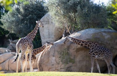 VALENCIA , SPAIN - DECEMBER 9, 2021: giraffes in Valencia Biopark Spain
