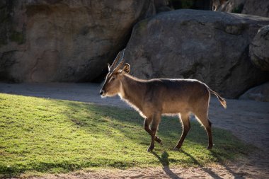 VALENCIA , SPAIN - DECEMBER 9, 2021:mountain goat in Valencia Biopark Spain