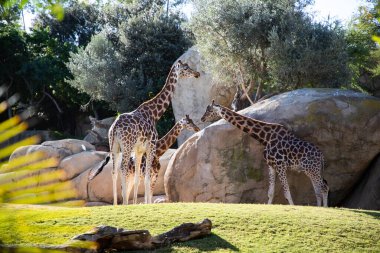 VALENCIA , SPAIN - DECEMBER 9, 2021: giraffes in Valencia Biopark Spain