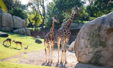 VALENCIA , SPAIN - DECEMBER 9, 2021: giraffes in Valencia Biopark Spain