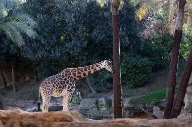 VALENCIA , SPAIN - DECEMBER 9, 2021: giraffes in Valencia Biopark Spain