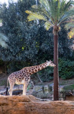 VALENCIA , SPAIN - DECEMBER 9, 2021: giraffes in Valencia Biopark Spain