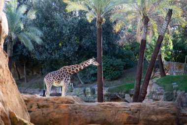 VALENCIA , SPAIN - DECEMBER 9, 2021: giraffes in Valencia Biopark Spain