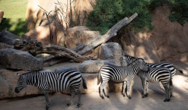VALENCIA , SPAIN - DECEMBER 9, 2021: zebras in Valencia Biopark Spain