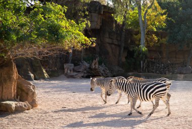 VALENCIA , SPAIN - DECEMBER 9, 2021: zebras in Valencia Biopark Spain