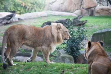 VALENCIA , SPAIN - DECEMBER 9, 2021: lions in Valencia Biopark Spain