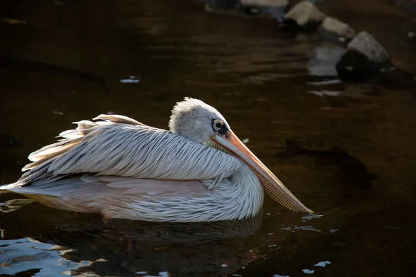 Valencia Spain December 2021 Pelicans Valencia Biopark Spain — Photo