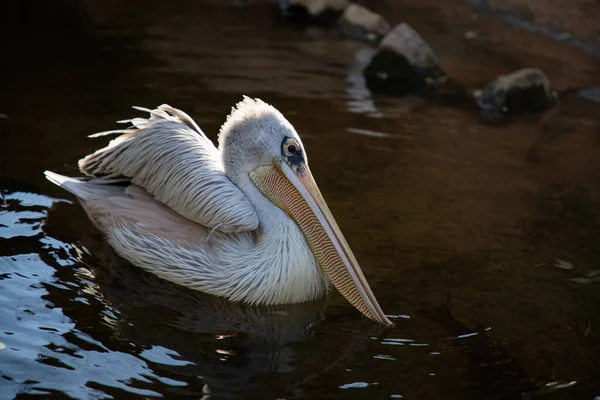 Valencia Spain December 2021 Pelicans Valencia Biopark Spain — стоковое фото