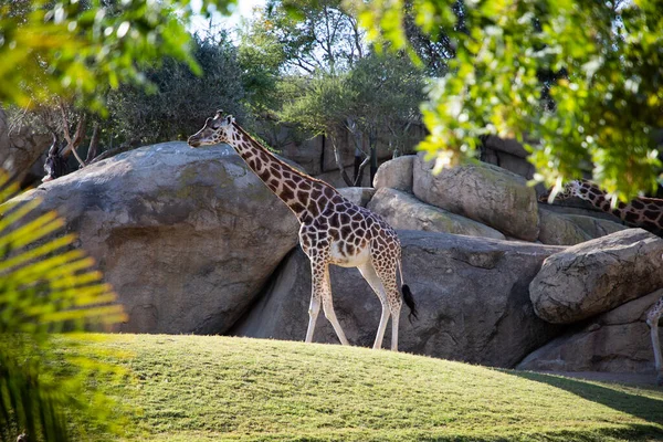 Valencia Spain December 2021 Giraffes Valencia Biopark Spain — Stock Photo, Image