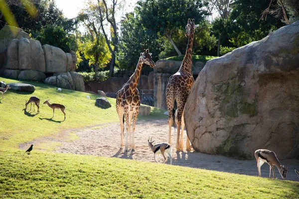 Valencia Spain December 2021 Giraffes Valencia Biopark Spain — Stock Photo, Image