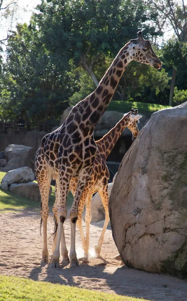 Valencia Spain December 2021 Giraffes Valencia Biopark Spain — Stock Photo, Image