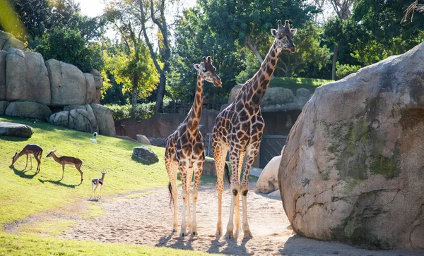 Valencia Spain December 2021 Giraffes Valencia Biopark Spain — Stock Photo, Image