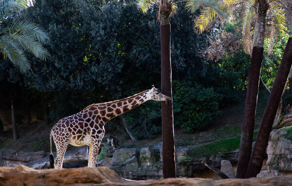 VALENCIA , SPAIN - DECEMBER 9, 2021: giraffes in Valencia Biopark Spain