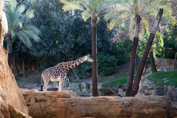 Valencia Spain December 2021 Giraffes Valencia Biopark Spain — Stock Photo, Image