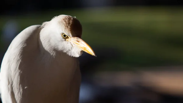 Egret Portrait Close Bird — Fotografia de Stock