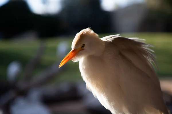 Egret Portrait Close Bird — Stock Photo, Image