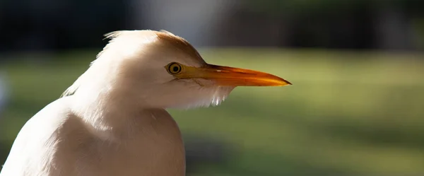 Egret Portrait Close Bird — Stockfoto