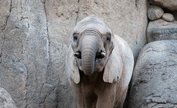 Valencia Spain December 2021 Elephants Valencia Biopark Spain — ストック写真