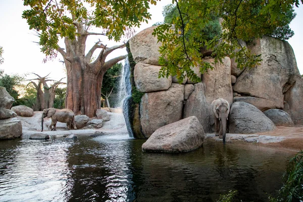 Valencia Spain December 2021 Elephants Valencia Biopark Spain — Stock Photo, Image