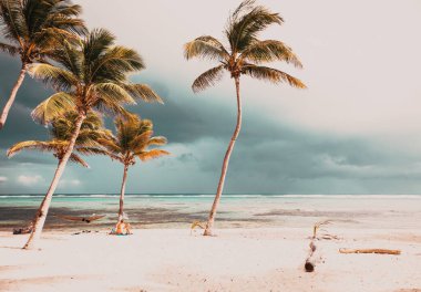 beautiful beach with palm trees in the Caribbean