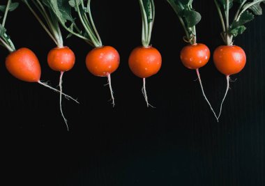 freshly picked red radishes eco farming