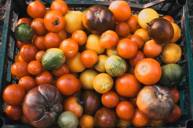 Renkli organik domateslerle dolu sepet.