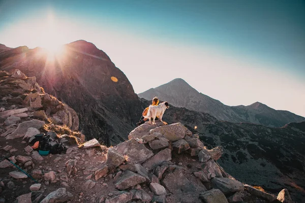 Женщина Белой Собакой Сидит Вершине Горы Летнем Пейзаже Медленного Путешествия — стоковое фото