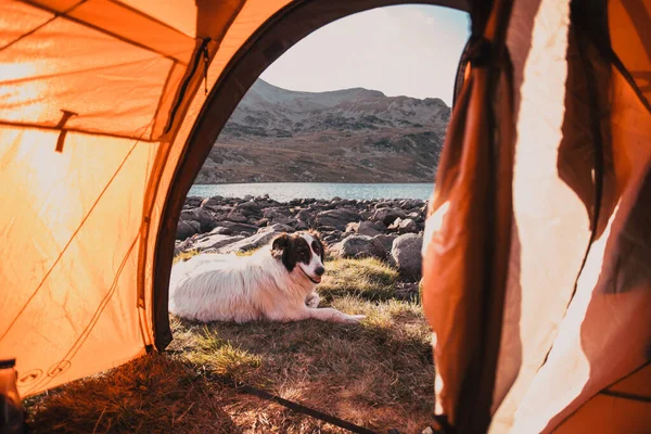 Camping Met Hond Rode Tent — Stockfoto