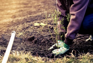 Bahar bahçesinde yabanmersini dikmek