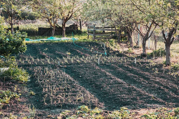 Orto Primavera Piccola Azienda Agricola Concetto Permacultura — Foto Stock