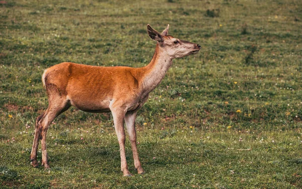 Egy Aranyos Szarvas Portréja — Stock Fotó