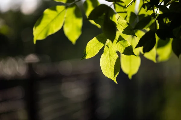 Свежие Зеленые Листья — стоковое фото