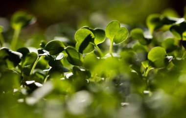 Marihuanada yetişen mikro yeşiller sağlıklı ekolojik gıdalar