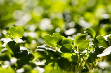 Marihuanada yetişen mikro yeşiller sağlıklı ekolojik gıdalar