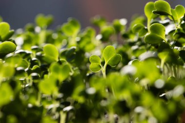 Marihuanada yetişen mikro yeşiller sağlıklı ekolojik gıdalar