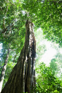 Palmiye ağaçları egzotik tropik doğa arka planı