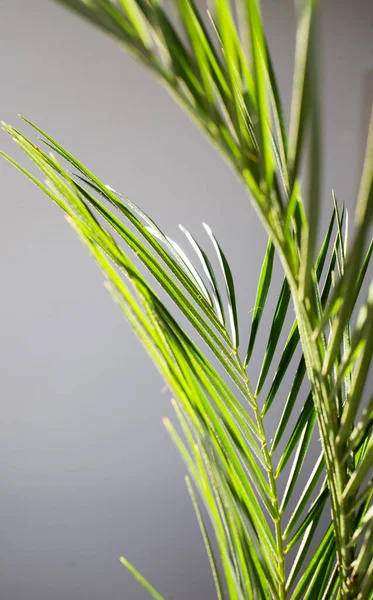 Groene Bladeren Abstracte Natuur Achtergrond — Stockfoto