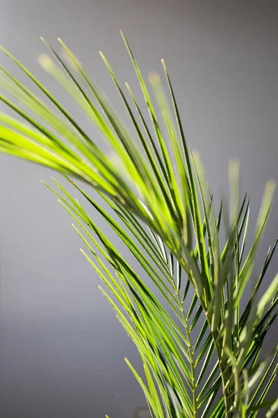 Groene Bladeren Abstracte Natuur Achtergrond — Stockfoto