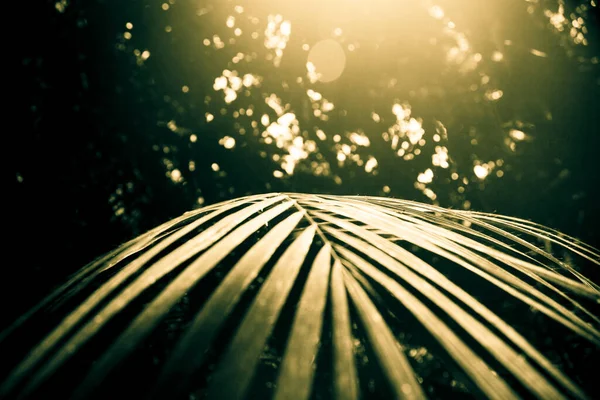 야자나무 자연환경 — 스톡 사진