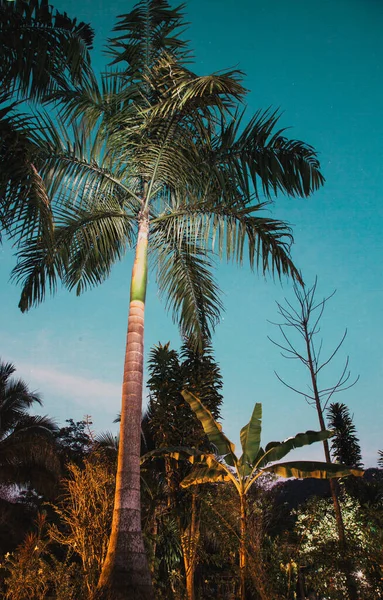 Palme Esotici Sfondo Natura Tropicale — Foto Stock