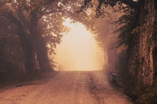 Bela Floresta Outono Com Árvores Folhas — Fotografia de Stock