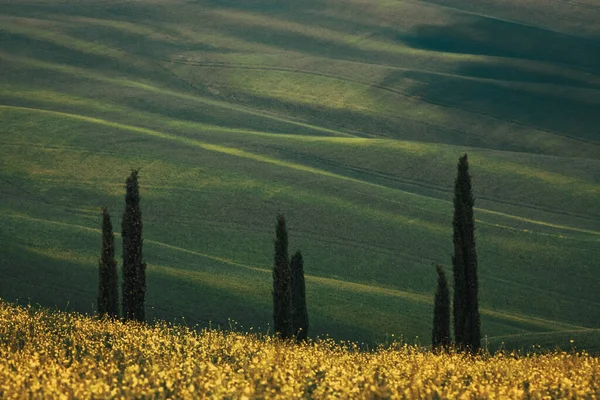 Cypřiše Proti Zeleným Zvlněným Kopcům Léto Toskánsku Itálie — Stock fotografie