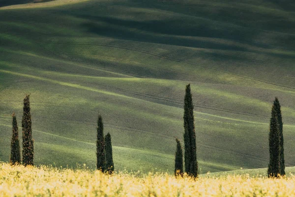 Hermoso Paisaje Verano Con Cipreses Colinas — Foto de Stock