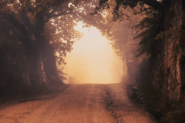 Road Misty Forest — Stock Photo, Image