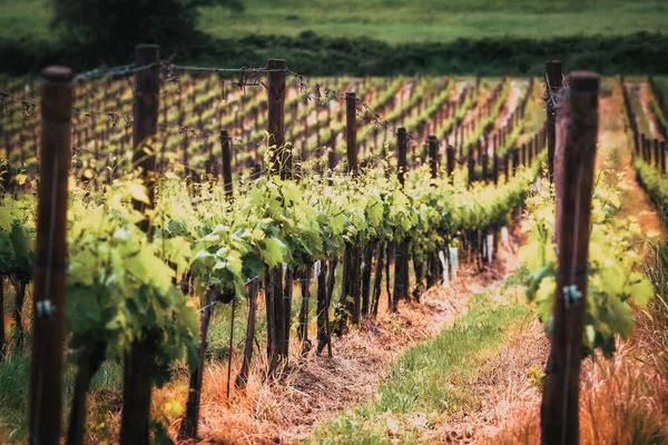 Прекрасний Зелений Виноградник Влітку Тоскані — стокове фото
