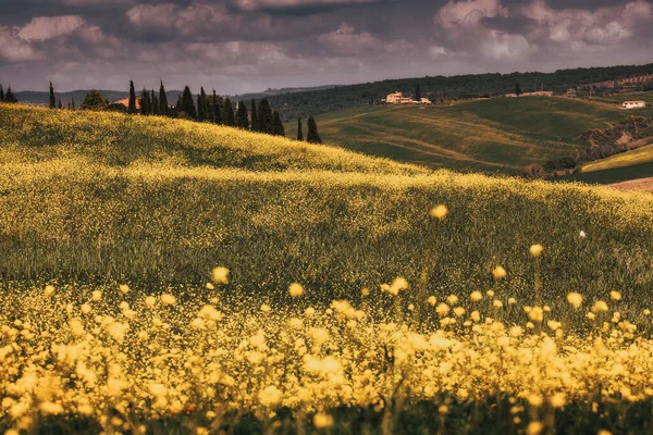 Красивый Зеленый Летний Пейзаж Тоскане Италия — стоковое фото