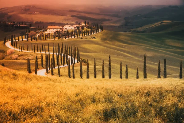 Beautiful Summer Landscape Cypress Trees Rolling Hills — Stock Photo, Image