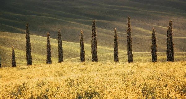 Selvi Ağaçları Yuvarlanan Tepeleriyle Güzel Bir Yaz Manzarası — Stok fotoğraf